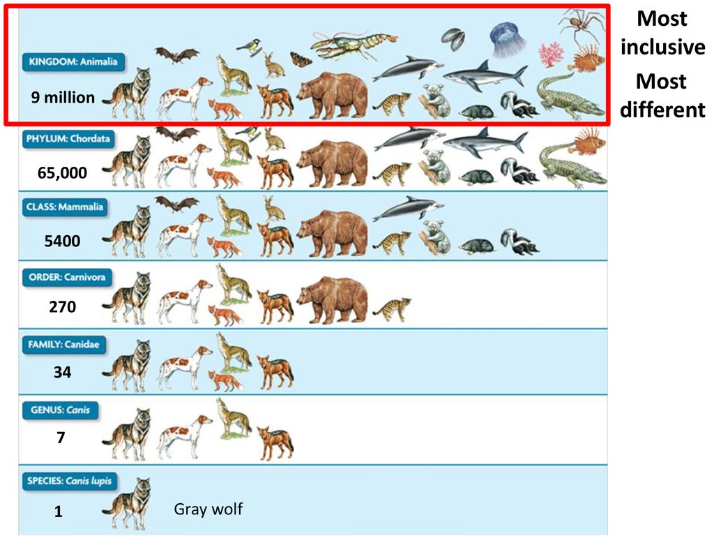 CLASSIFICATION. - ppt download