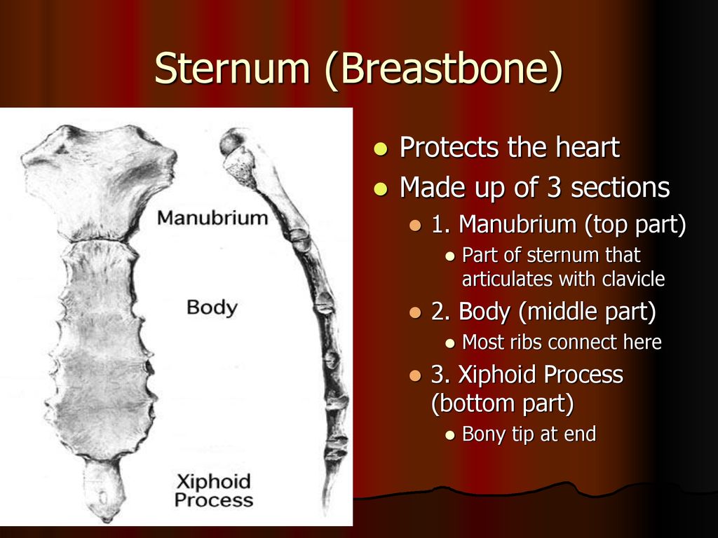 Sternum (Breastbone) Protects the heart Made up of 3 sections