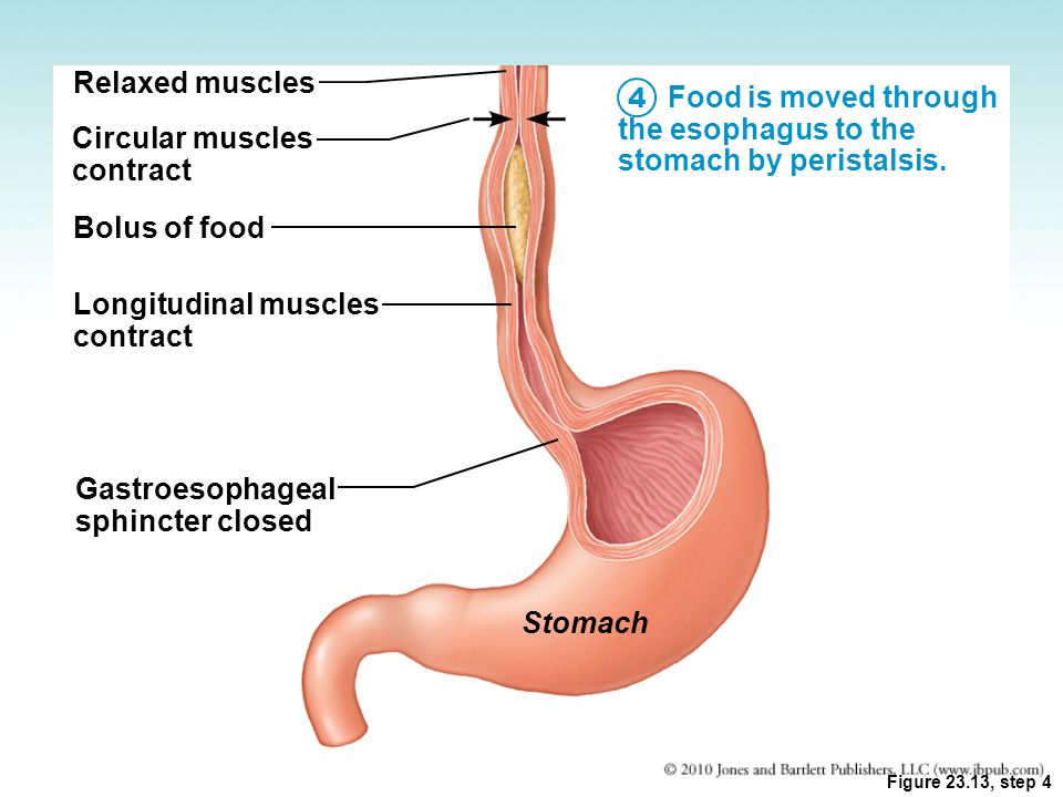 Food is moved through the esophagus to the stomach by peristalsis.
