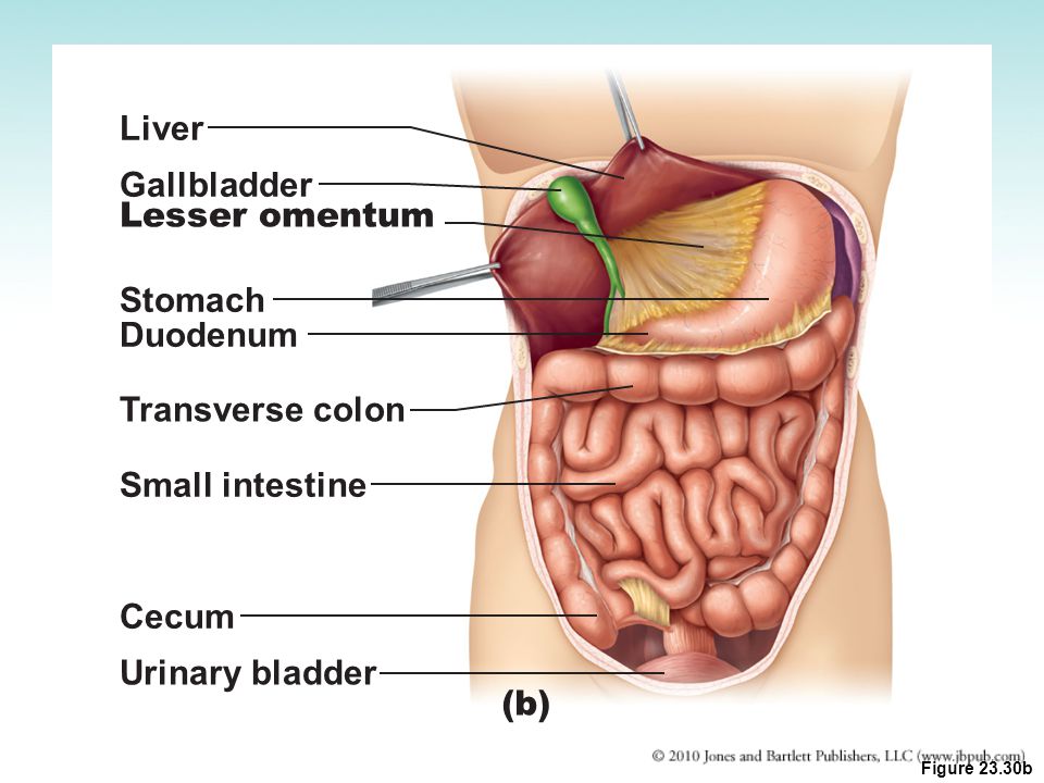 Liver Gallbladder Lesser omentum Stomach Duodenum Transverse colon