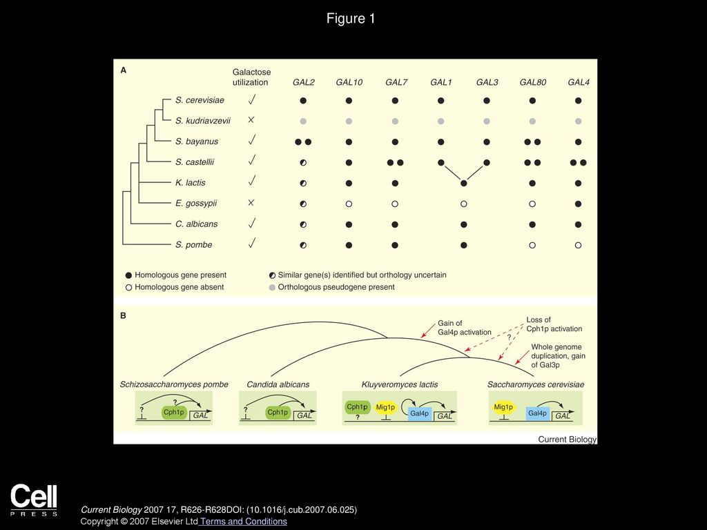 Transcriptional Rewiring: The Proof Is in the Eating - ppt download