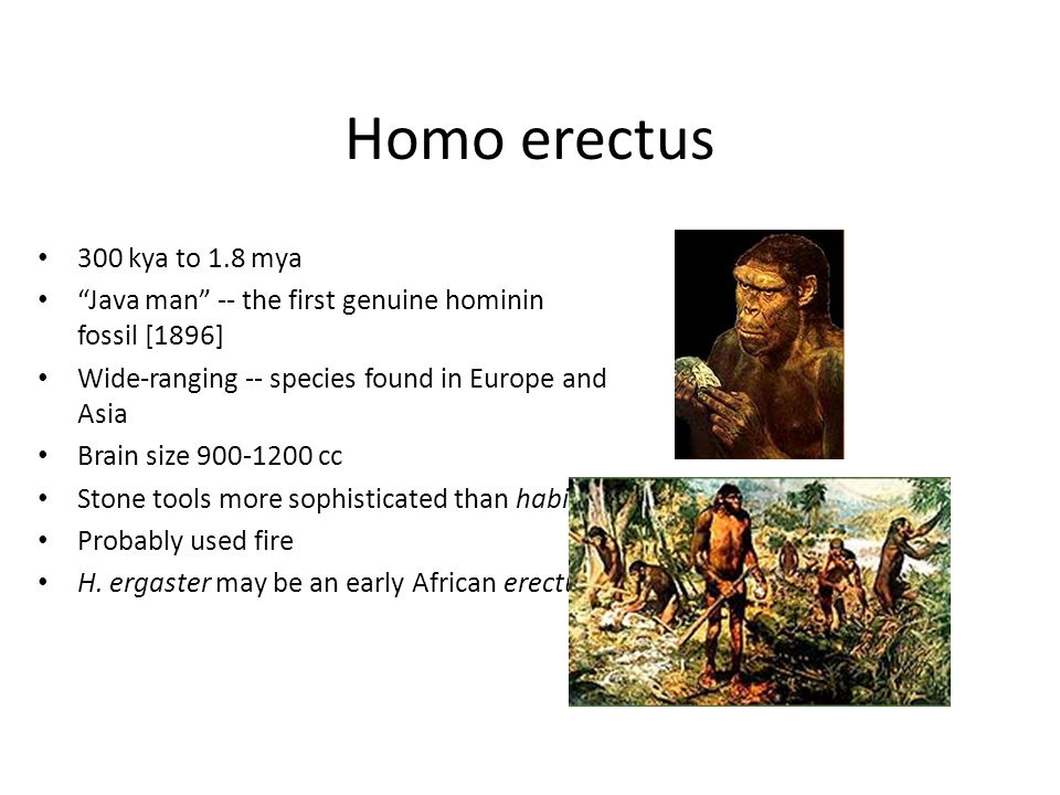 Java man. Хомо Эректус. Хомо эргастер характеристики. Homo Erectus охота. Homo Erectus питание.