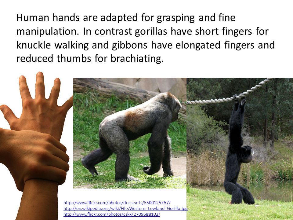 Мозг гориллы и человека. Knuckle Walking. Do Gorillas have Tails перевод.