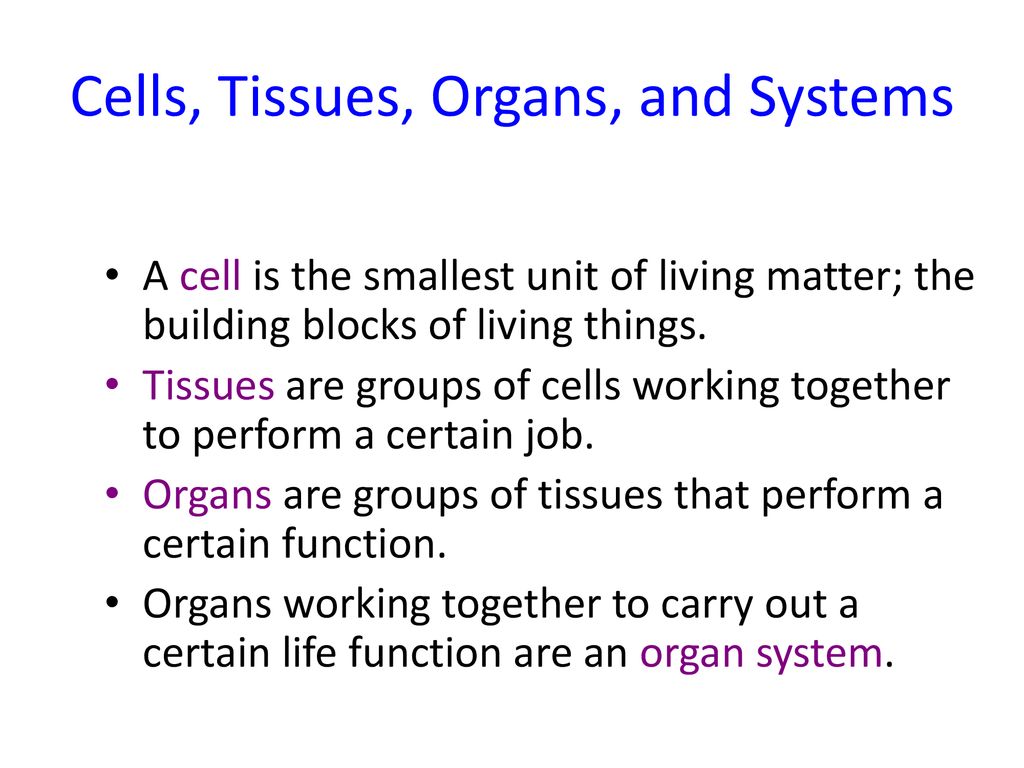 Cells, Tissues, Organs, and Systems - ppt download