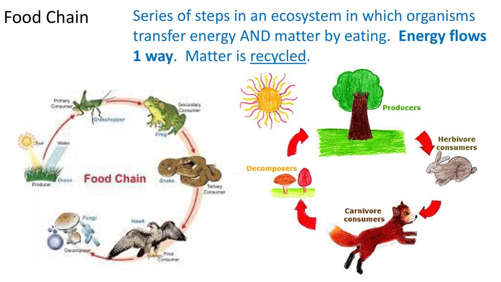 Energy Flows – Food Chains and Food Webs - ppt download