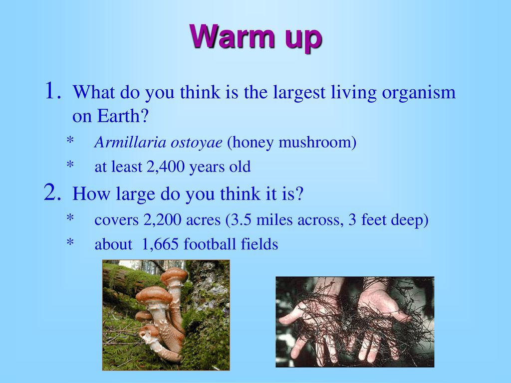 Warm up What do you think is the largest living organism on Earth