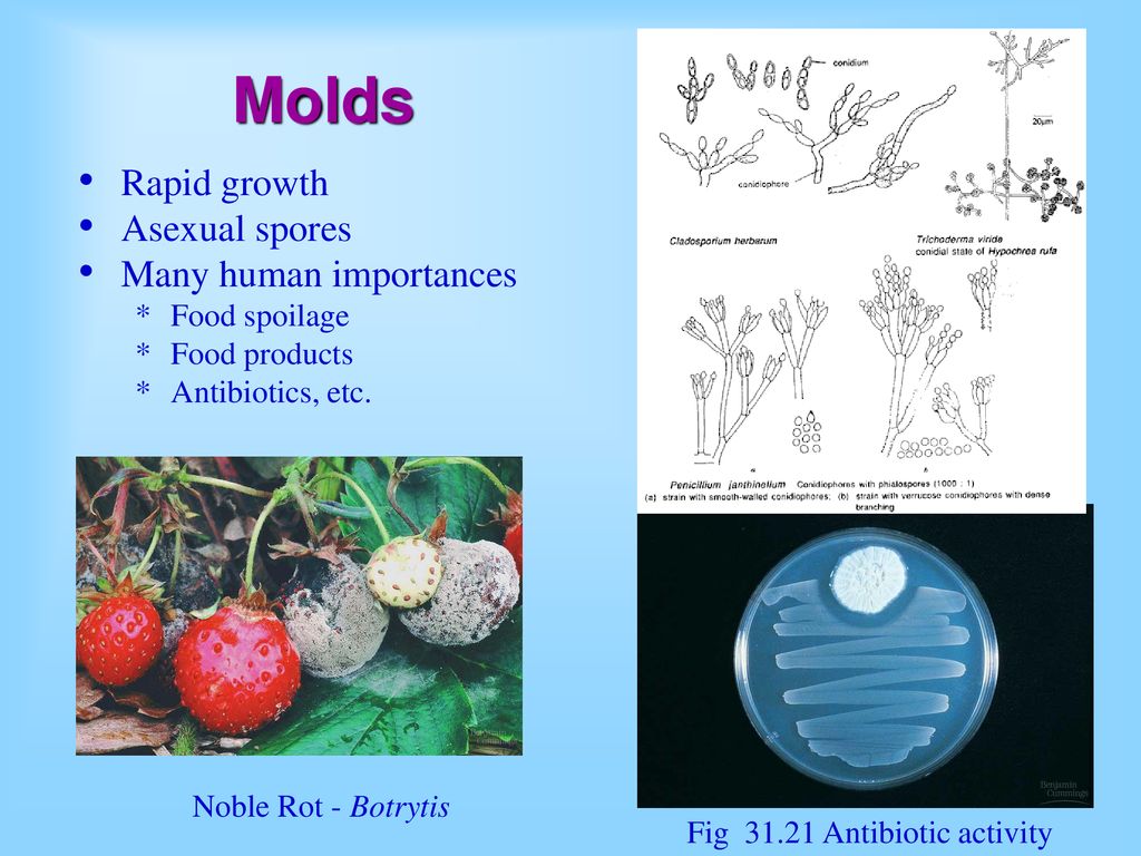 Molds Rapid growth Asexual spores Many human importances Food spoilage