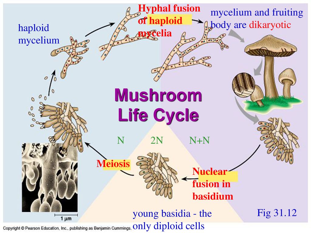 Mushroom Life Cycle Hyphal fusion of haploid mycelia