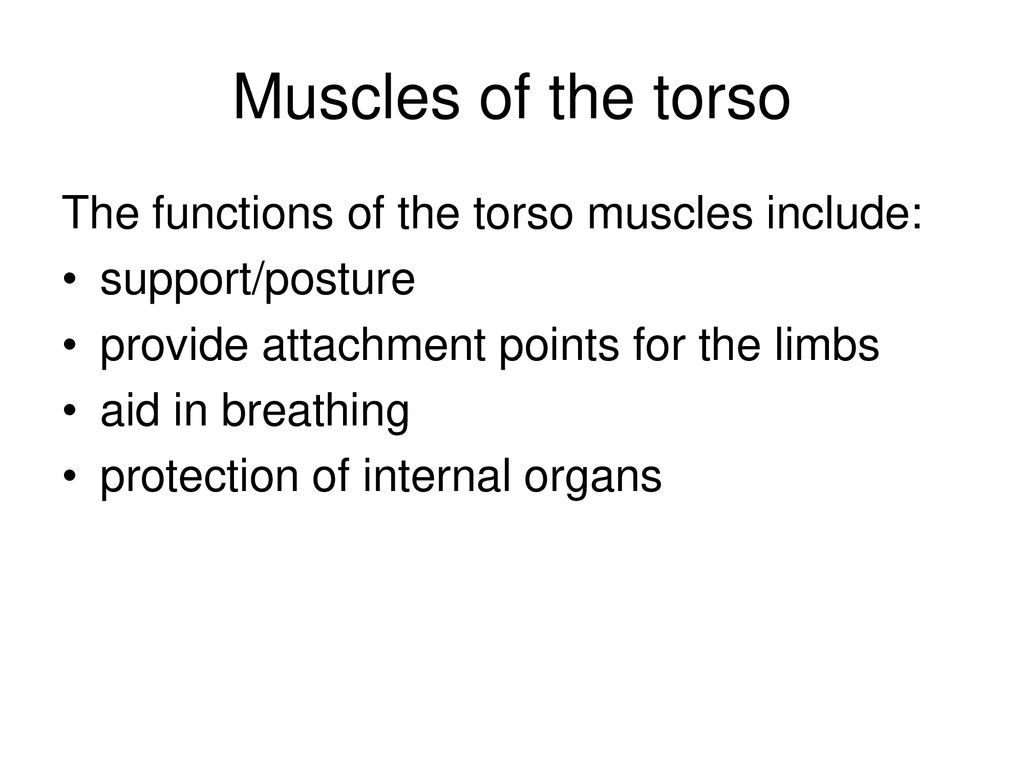 Muscles Of The Torso Upload 8 21 Muscles Of The Torso Worksheet Ppt Download