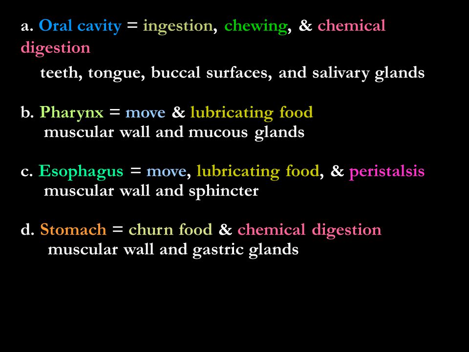 a. Oral cavity = ingestion, chewing, & chemical digestion