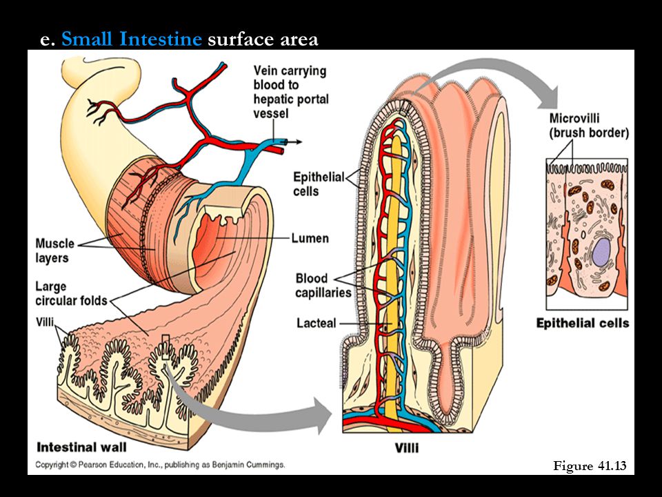 e. Small Intestine surface area