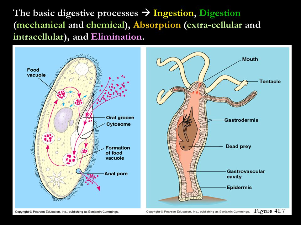 The basic digestive processes  Ingestion, Digestion (mechanical and chemical), Absorption (extra-cellular and intracellular), and Elimination.