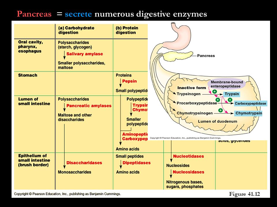 Pancreas = secrete numerous digestive enzymes