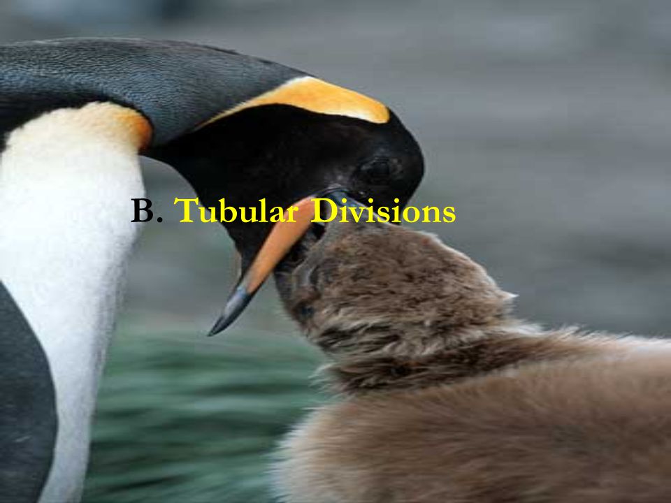 B. Tubular Divisions