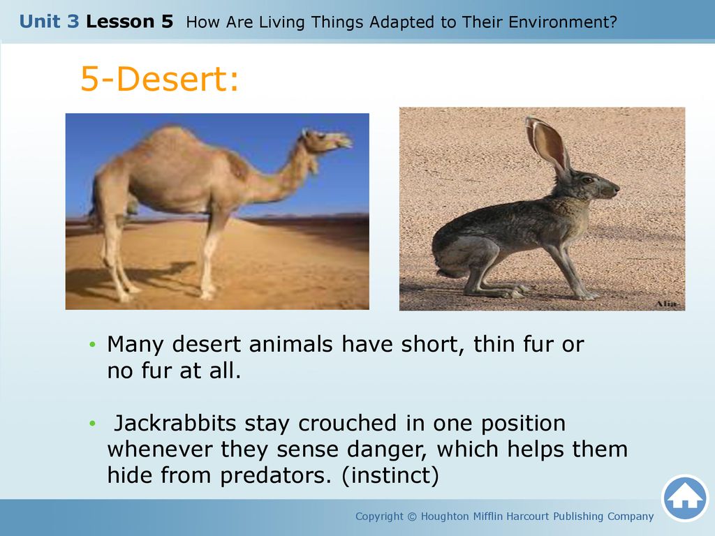 Unit 3 Lesson 5 How Are Living Things Adapted to Their Environment? - ppt  download