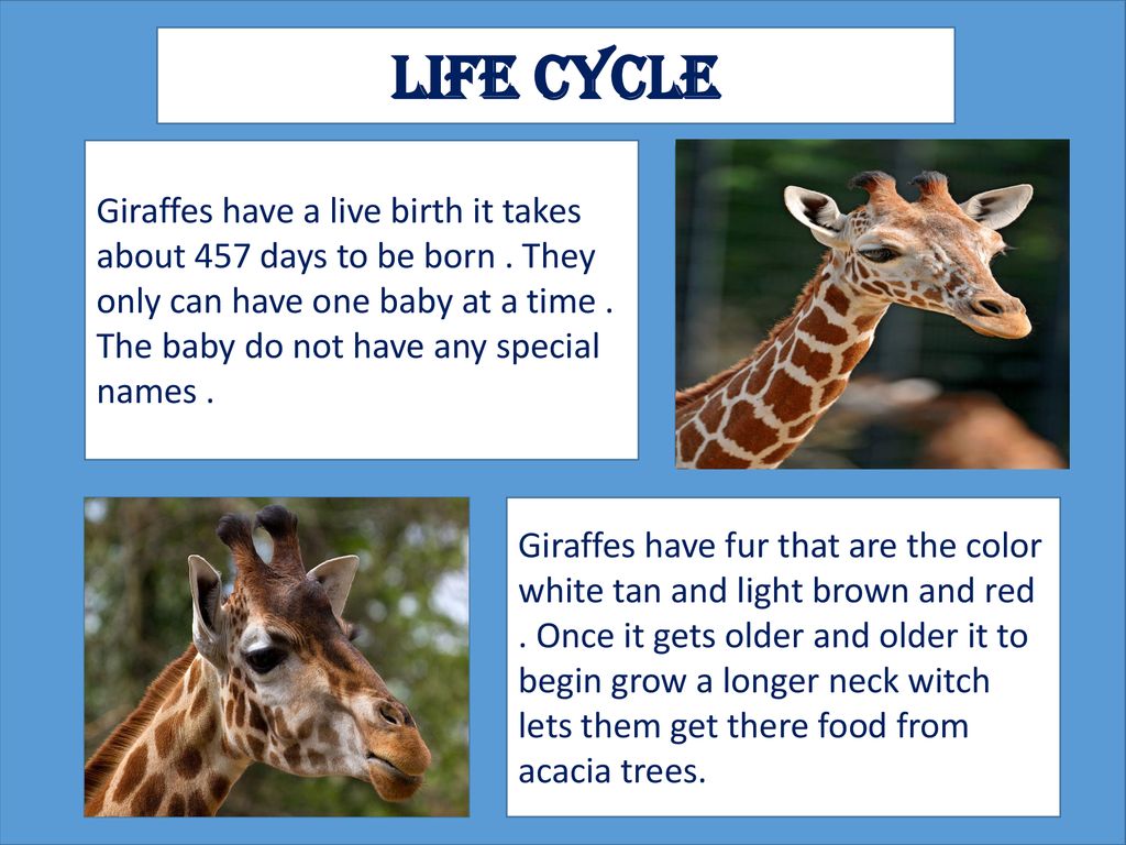 Giraffe Life Cycle And Parts Of A Giraffe Printable, 49% OFF