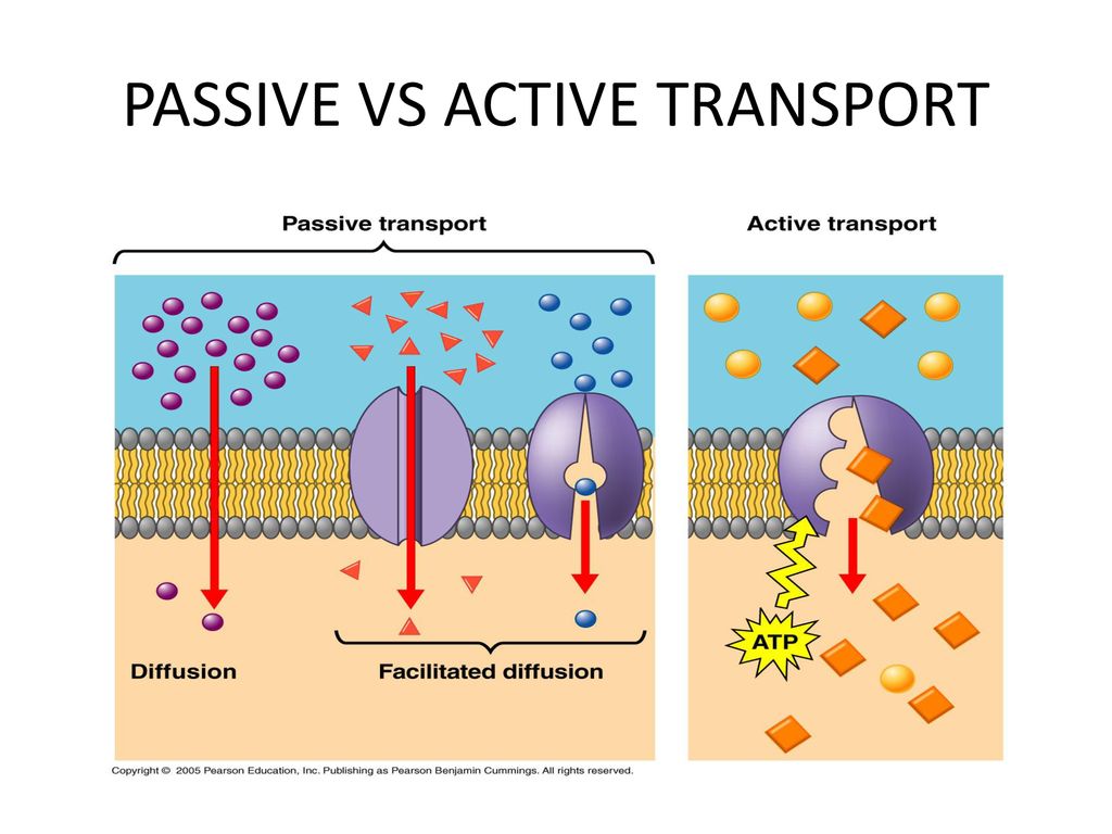 How the cell membrane helps to maintain homeostasis - ppt download