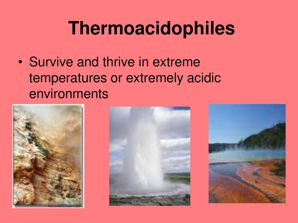 Chapter 19 Viruses and Bacteria - ppt download