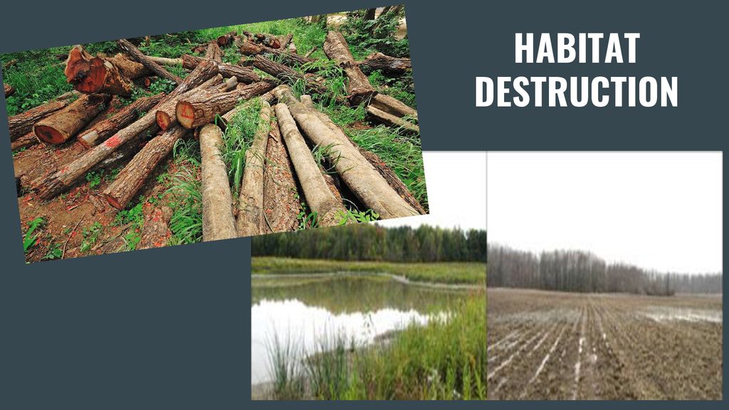BIODIVERSITY & HUMAN IMPACT PowerPoint, Notes & Practice Qโs Biology Diagrams