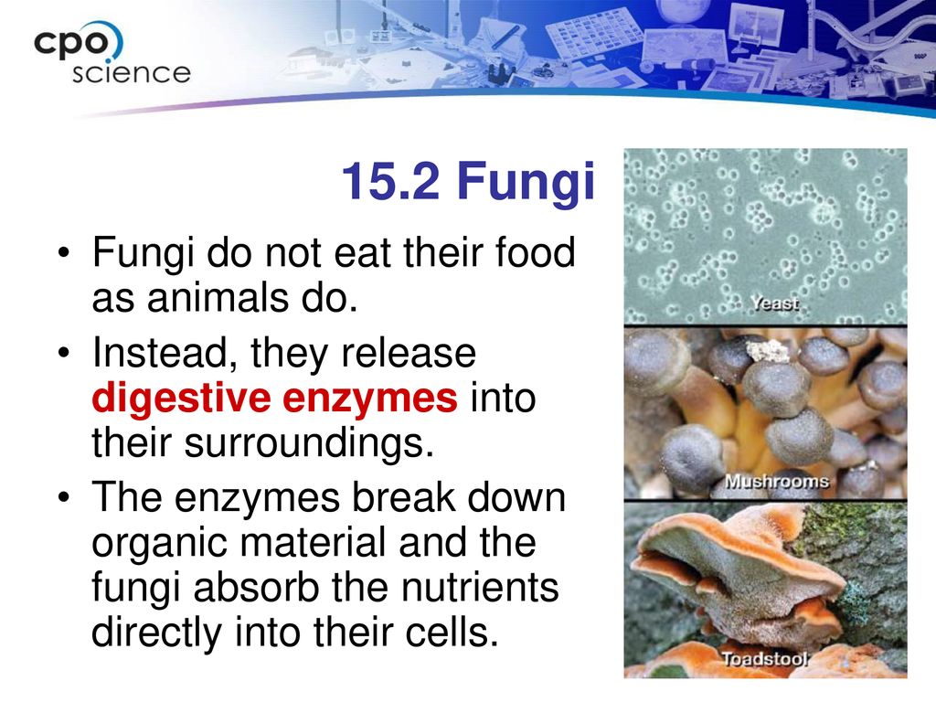 The Structure and Function in Living Things Biology Diagrams