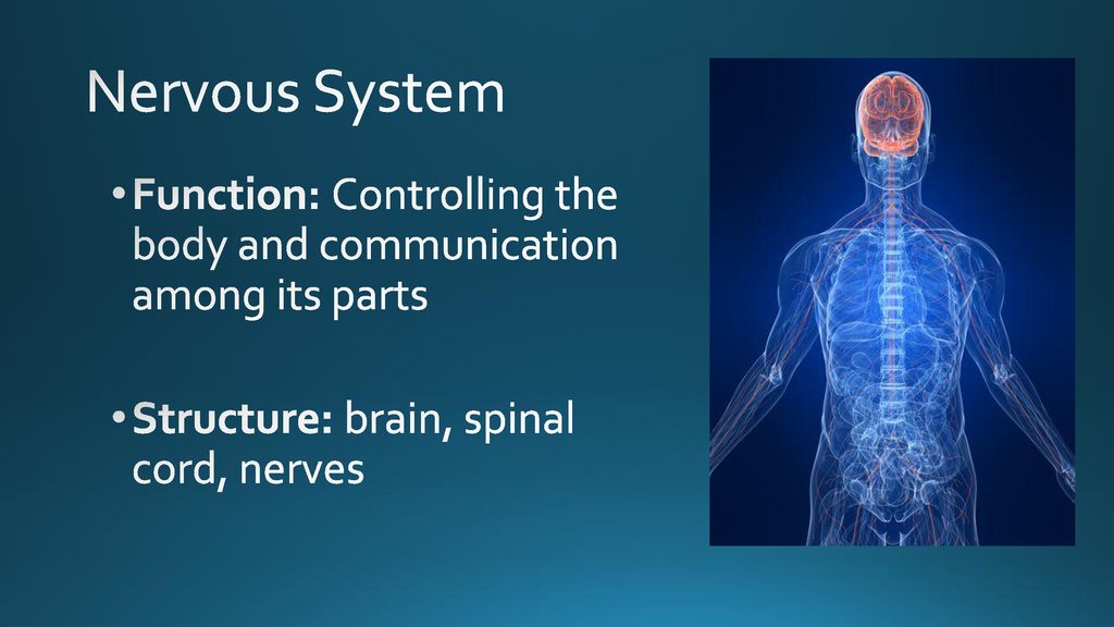 Nervous System Function: Controlling the body and communication among its parts.
