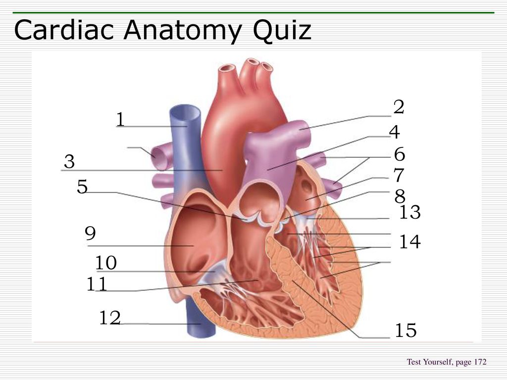 Anatomy of the Heart Quiz