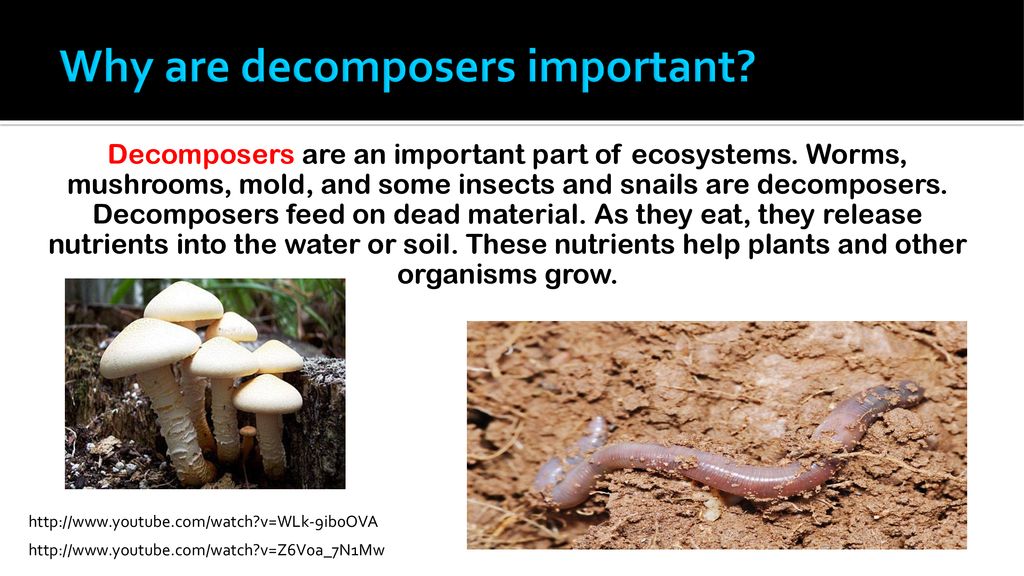 decomposer-definition-and-examples-biology-online-dictionary