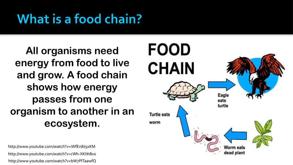Food Chains Define an ecosystem Biology Diagrams