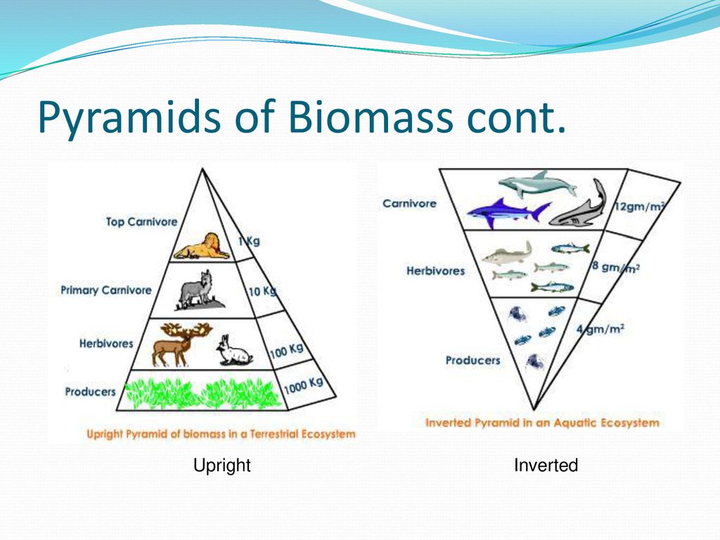 Экологическая пирамида биоценоза. Экологическая пирамида биомассы Перевернутая. Что такое пищевая пирамида или пирамида биомассы. Экологические пирамиды пирамида биомасс. Экологическая пирамида численности.