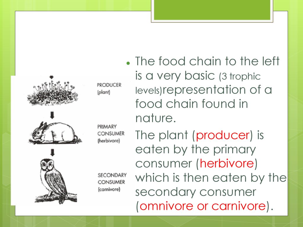 Energy Flow in Ecosystems Biology Diagrams