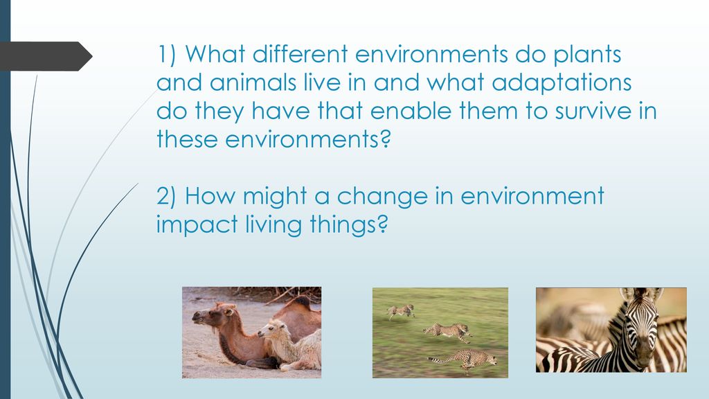 1) What different environments do plants and animals live in and what adaptations do they have that enable them to survive in these environments.