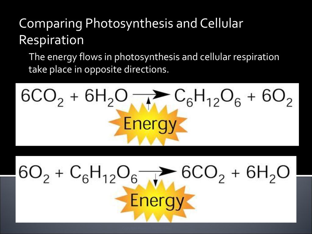 Bellwork: Thurs,Nov. 1, 2018 Photosynthesis is an energy ...