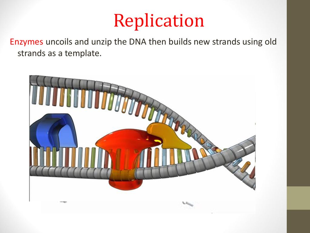 DNA, RNA & Protein Synthesis ppt download