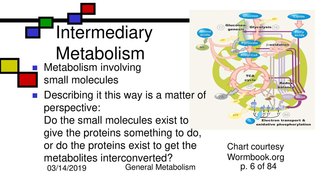 Intermediary Metabolism Chart
