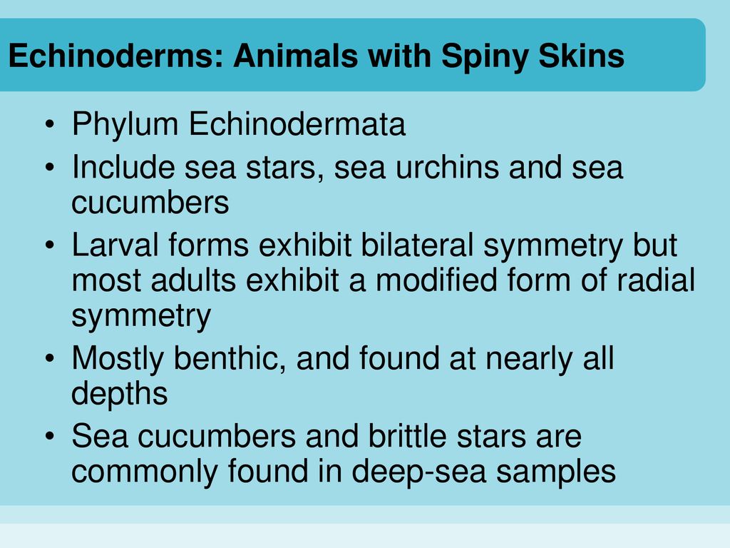 Higher Invertebrates Echinoderms - ppt download