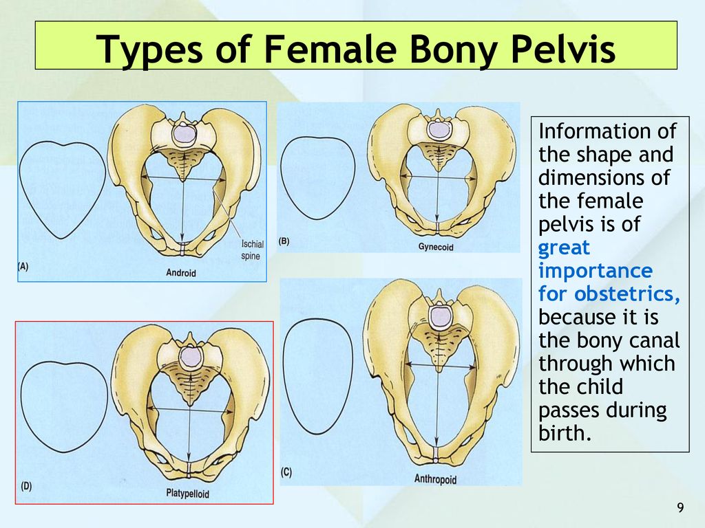Types of Female Bony Pelvis.