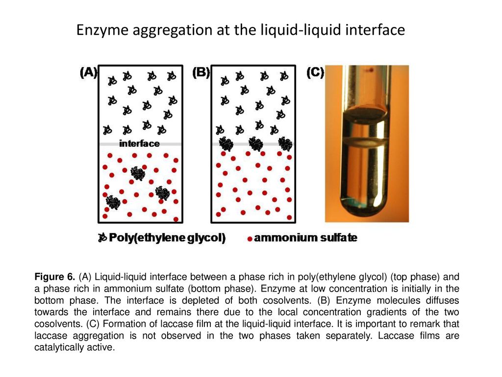 Enzyme aggregation at the liquid-liquid interface