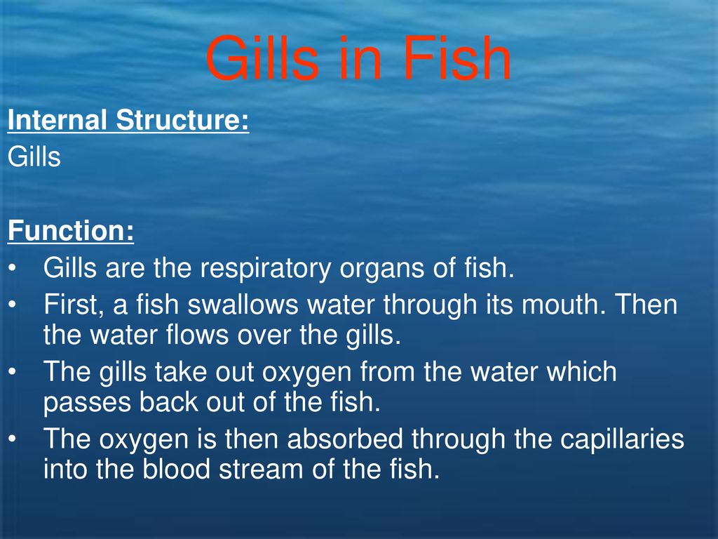 Internal Adaptations Objective: Students will investigate and explain ...