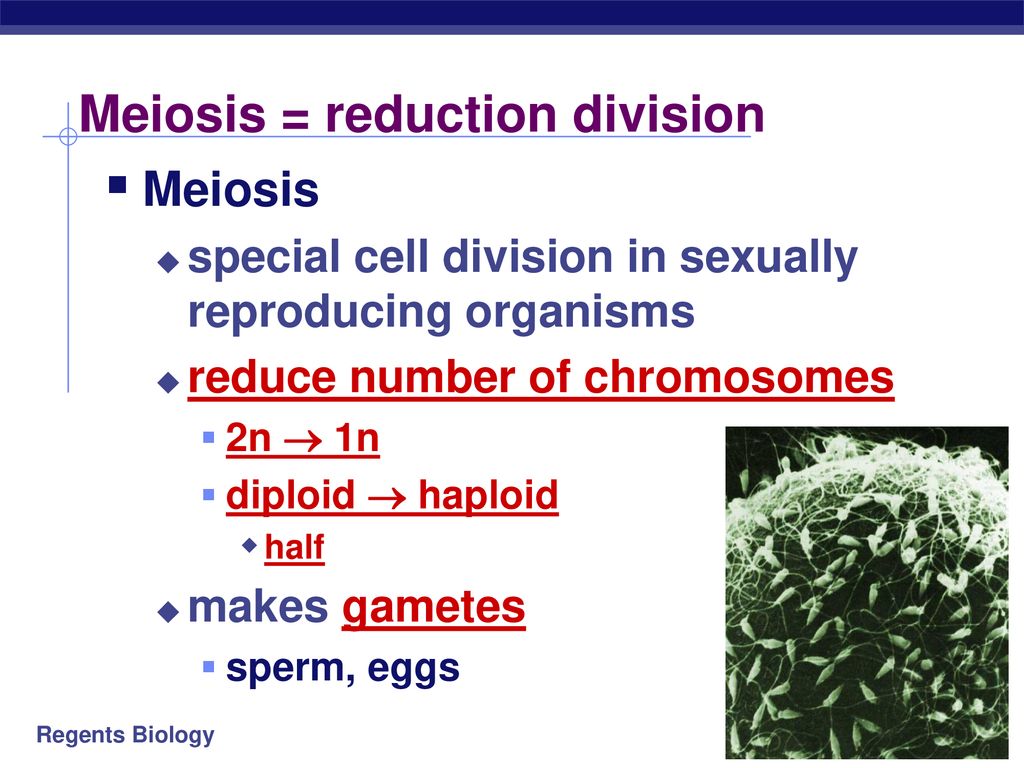 Meiosis Sexual Reproduction Biology Diagrams