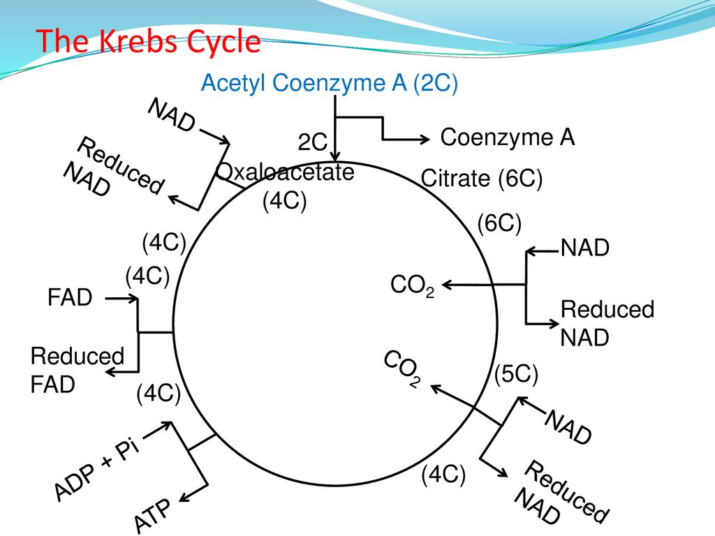 The Krebs Cycle Acetyl Coenzyme A (2C) NAD Coenzyme A 2C Reduced NAD.