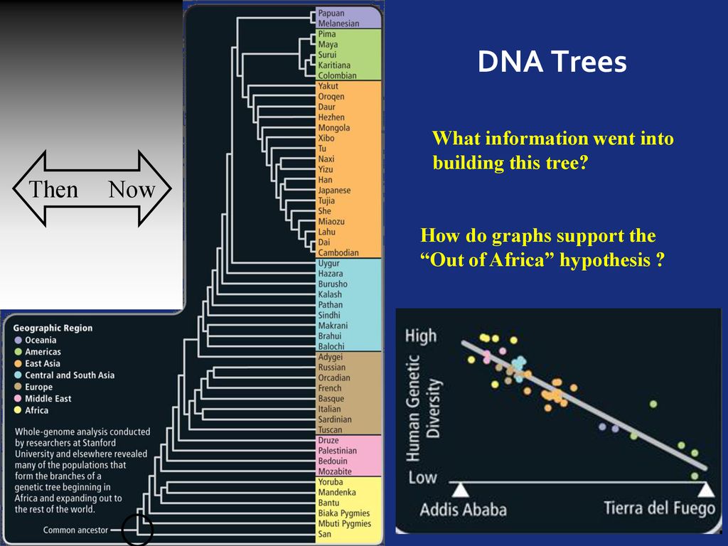 DNA Trees Then Now What information went into building this tree