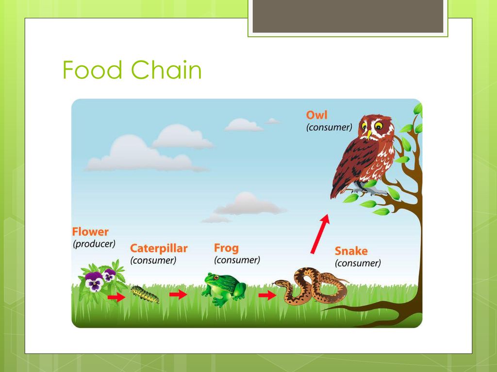 Introduction to Ecology Biology Diagrams