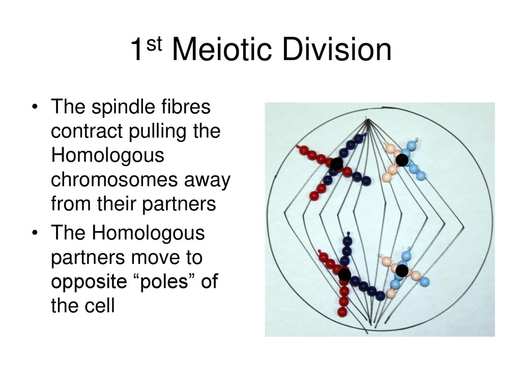 Meiosis Wednesday 12 June ppt download Biology Diagrams