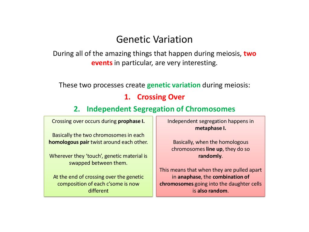 Meiosis Wednesday 12 June ppt download Biology Diagrams
