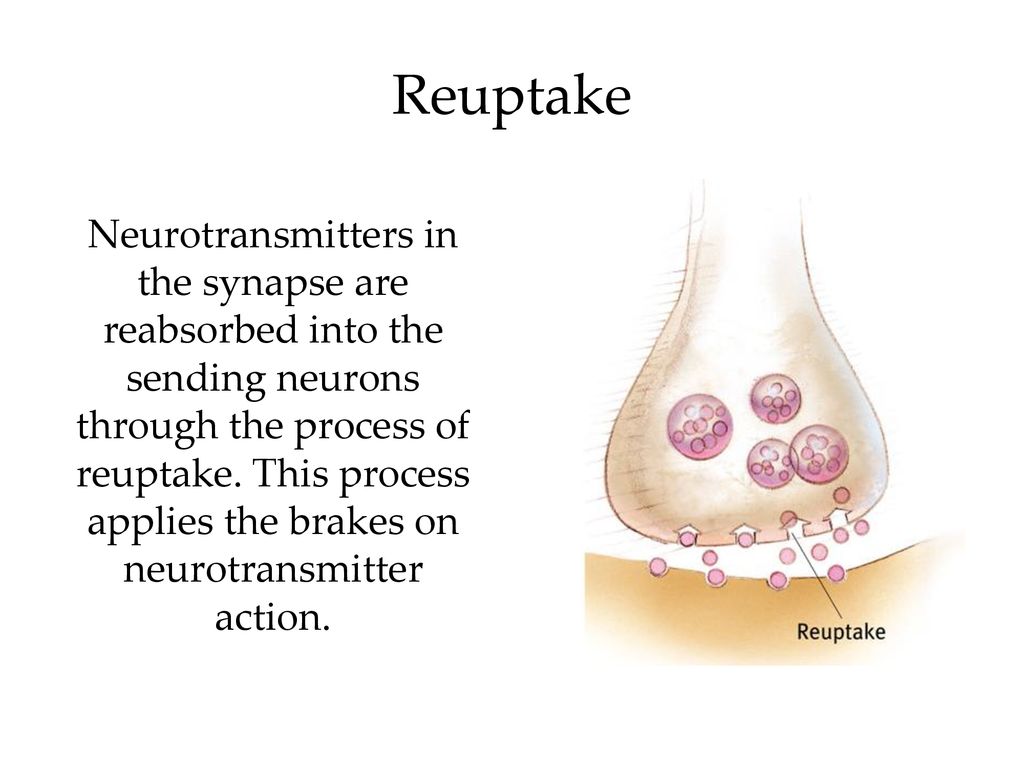 reuptake neuron