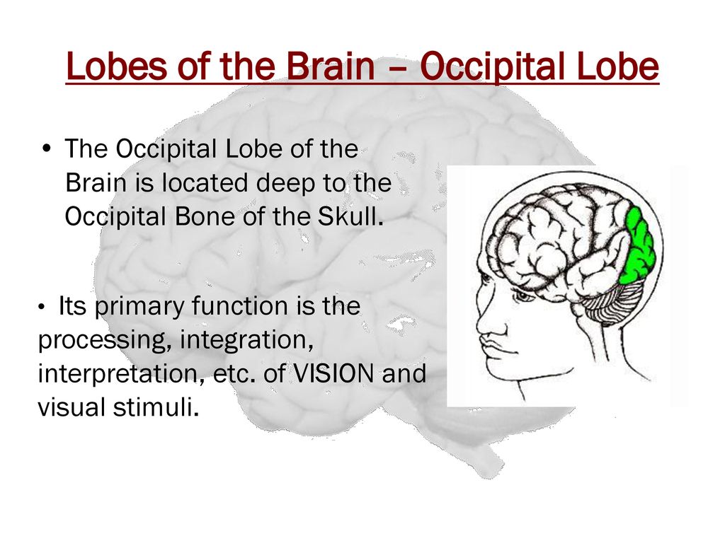 The Human Brain. - ppt download