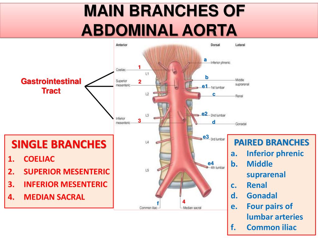 paired branches of abdominal aorta