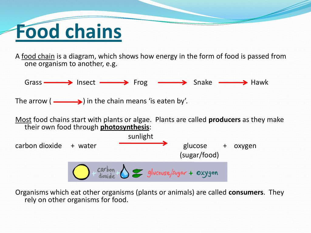 Ecology is the study of living things in their surroundings. Biology Diagrams