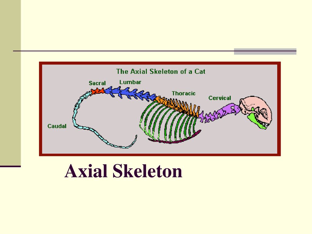 Ch. 6 The Framework of the Body Biology Diagrams