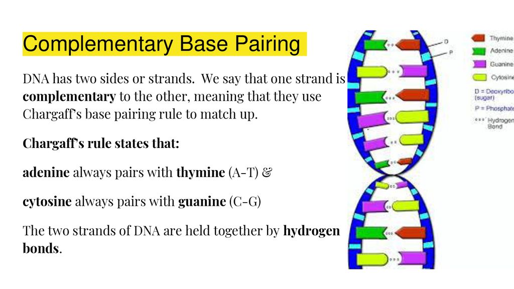 Complementary Base Handout / Topic 2 7 Dna Replication Transcription And Translation Amazing World Of Science With Mr Green : Complementarity assets is defined as the total economic value added by combining … complementary factors in a production system exceeding the value that would be generated by applying these production factors in isolation.